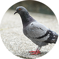 Pigeons